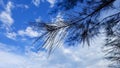 Serene Silhouette: Majestic Tree Against a Clear Sky