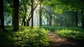 Enchanting Mid-Morning Sunlight in Lush Forest Canopy