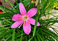 Captivating pink lilly in shurbs Royalty Free Stock Photo