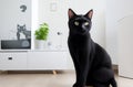 Captivating Playful Prowl: Black Cat in White Minimalist Living Room.