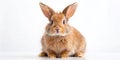 A Captivating Portrait of a Fluffy White Rabbit Exuding Curiosity Against a Clean White Background This Image is Royalty Free Stock Photo