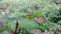 Bug Gonocerus acuteangulatus on a leaf, coreidae family