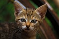Captivating Portrait: Striped Brown Kitten's Direct Gaze in Front of Rusty Bicycle Wheel