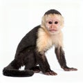Captivating portrait of a white faced capuchin monkey gazing intently on white background Royalty Free Stock Photo