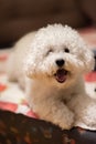 Adorable White Poodle with Soulful Eyes