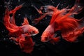 Captivating Red fighting fishes. Underwater animals