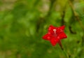 Captivating red floral elegance Royalty Free Stock Photo