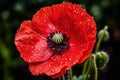 Captivating Red poppy flower. Generate Ai