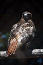 Captivating Red Tail Hawk Finding his New Target Royalty Free Stock Photo