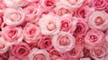 Captivating Rose Garden: A Closeup of Pristine Beauty and Sumptu