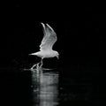 Monochrome Black-Headed Gull on Pond