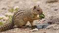 Mexican ground squirrel drinking