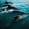 Captivating Scene of Spinner Dolphins Breaking the Surface Royalty Free Stock Photo
