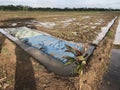 Triangular rice fields Royalty Free Stock Photo