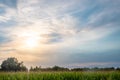 Veiled Sunset: Soft Light Over Corn Field Royalty Free Stock Photo