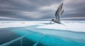 Arctic Tern Flying Above Turquoise Waters with Polar Bear on Ice Floe Royalty Free Stock Photo