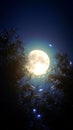 Captivating shot of full moon rising amidst lush green plants