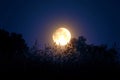 Captivating shot of full moon rising amidst lush green plants