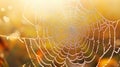 A captivating spiderweb adorned with dew drops, showcasing nature s artistry and intricate geometry