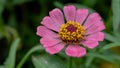 Pink Zinnia Flower in Full Bloom: Garden Delight Royalty Free Stock Photo