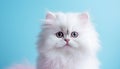 Captivating studio portrait of an irresistibly adorable cat on a vibrantly solid color backdrop