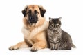 Ai Generative German shepherd dog and cat together isolated on white background. Studio shot Royalty Free Stock Photo