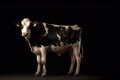 Ai Generative Brown and white cow isolated on a black background. Studio shot
