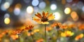 Captivating Succory Flower on Beautiful Blurred Background