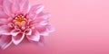 Captivating Succory pink Flower on Beautiful Blurred Background