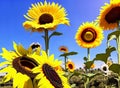 Captivating summer backdrop with a mix of sunflowers and daisies. Royalty Free Stock Photo