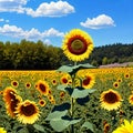 Captivating summer backdrop with a mix of sunflowers and daisies. Royalty Free Stock Photo