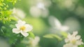 Captivating Summer Blooms: Border of Jasmine Bush on Green Background.