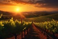 Captivating Sunset Over Picturesque Vineyards