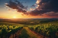 Captivating Sunset Over Picturesque Vineyards
