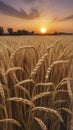 A Captivating Sunset Over the Wheat Fields. Royalty Free Stock Photo
