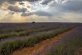 Captivating sunset sky over lavender fields - a stunning stock photography Royalty Free Stock Photo