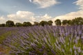 Captivating sunset sky with sunbeams over lavender fields - fascinating stock photography Royalty Free Stock Photo