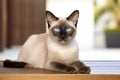 Captivating Thai Siamese Cat with Blue Eyes lounges gracefully with a backdrop of a soft-focused modern home interior