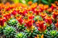A captivating tiltshift macro exploration of a miniature Devils Claw garden showcasing the intricate details of Royalty Free Stock Photo