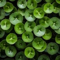 A captivating top-down shot of a Pilea peperomioides plant by AI generated