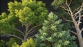 A Stunning 3D Render Deciduous and Coniferous Trees in a Dramatic LowLight Setting A TopDown Perspective for Nature Royalty Free Stock Photo