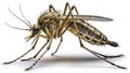 Detailed Transparent Mosquito Illustration for Scientific Study and Educational Use Exploring Anatomy Behavior and Royalty Free Stock Photo