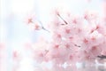 Captivating View of Beautiful Flowering Sakura Cherry Blossom Trees in Serene Japanese Garden