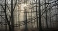 Sunlit Misty Winter Forest with Bare Trees Royalty Free Stock Photo