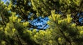 View up through pine tree branches with green needles against a bright blue sky on a sunny day Royalty Free Stock Photo