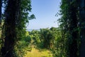 Serene Lake and Greenery under Blue Sky at Heritance Kandalama.