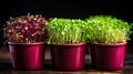 Captivating visual display of vibrant microgreens delicate textures and nutrient rich appeal