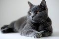 Captivating visual presenting a grey cat is lying down on a white background, high quality, high resolution Royalty Free Stock Photo