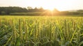 Golden Sunset Over Wheat Field, Ideal for Themes of Harvest, Agriculture, and Natural Beauty. Generative Ai Royalty Free Stock Photo
