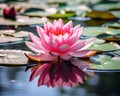 Captivating water lilies are in full bloom.